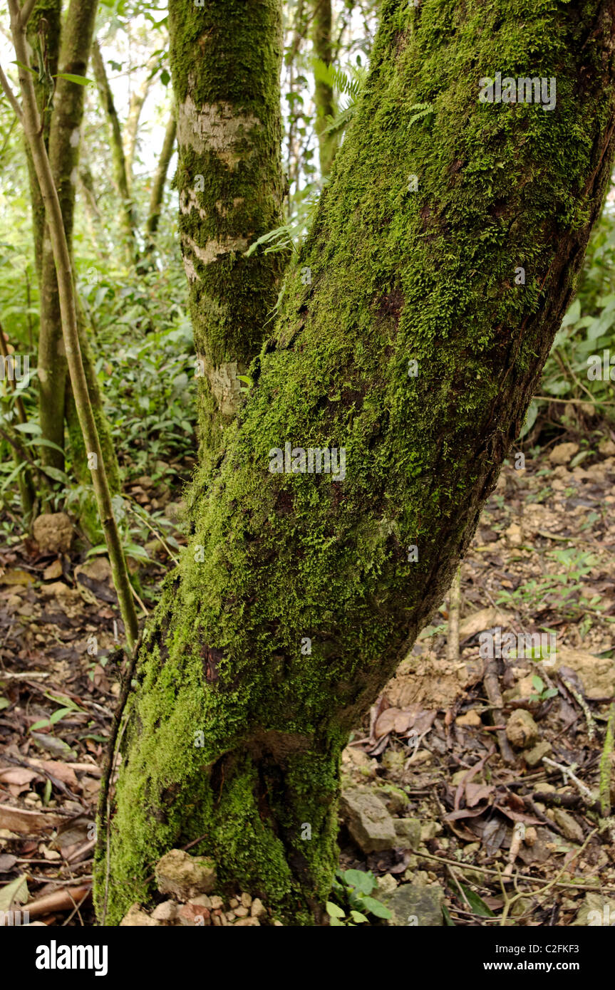 Tree trunk completely covered with moss in Chiapas, Mexico Stock Photo