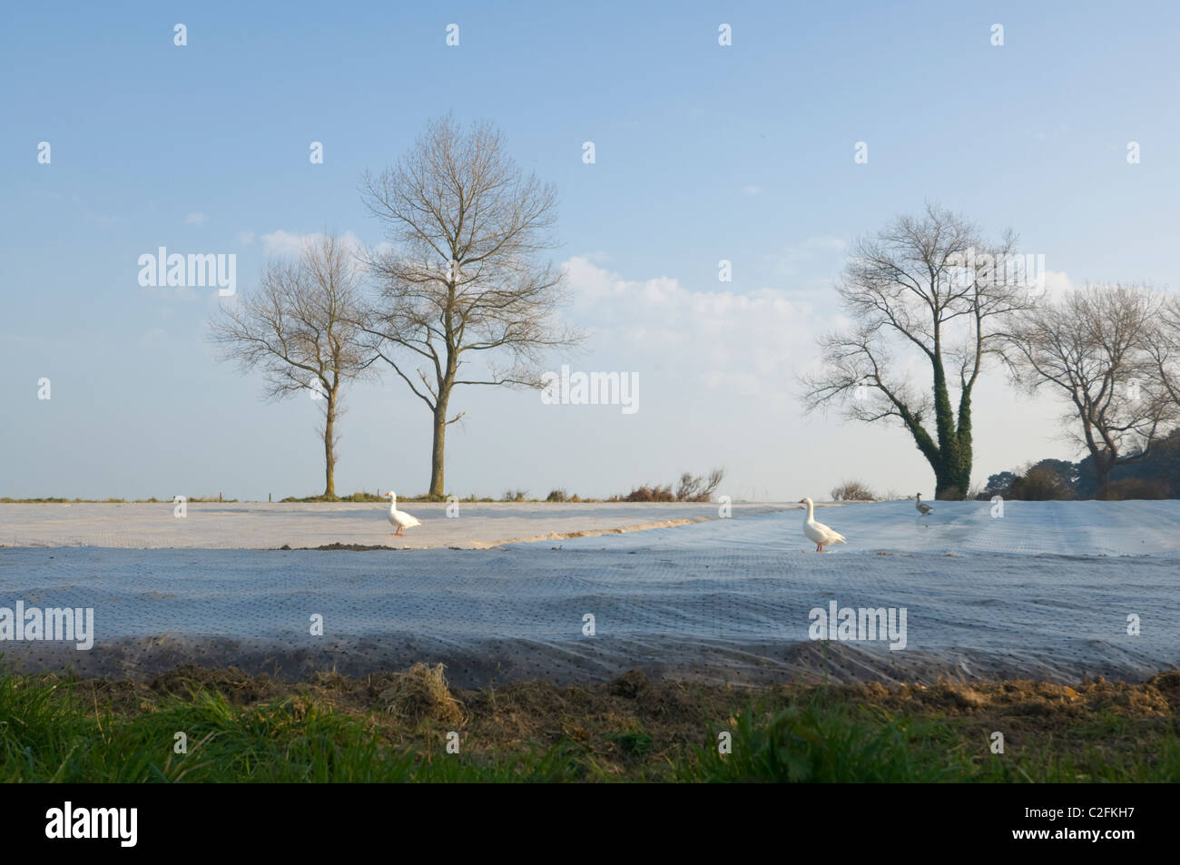 Geese on Polythene sheets Jersey Channel Islands Stock Photo