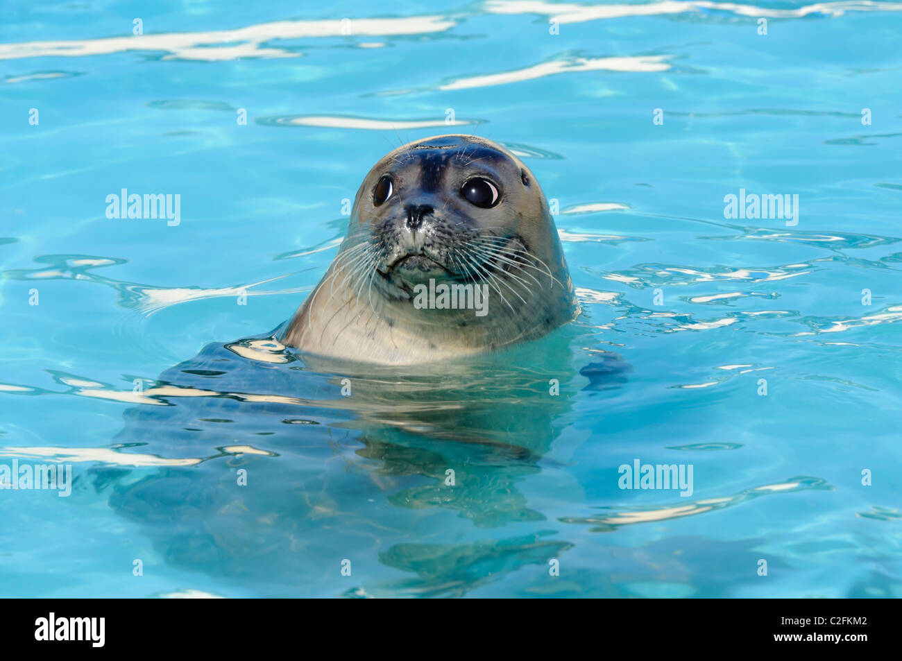 Rescued Harbour Seal or Common Seal (Phoca Vitulina) Stock Photo