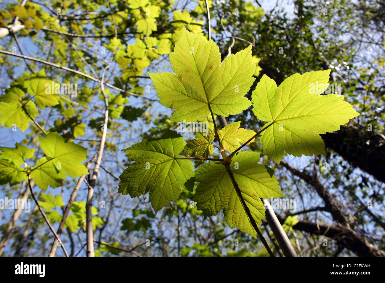 translucent spring sycamore leaves Cambridgeshire woodland Stock Photo
