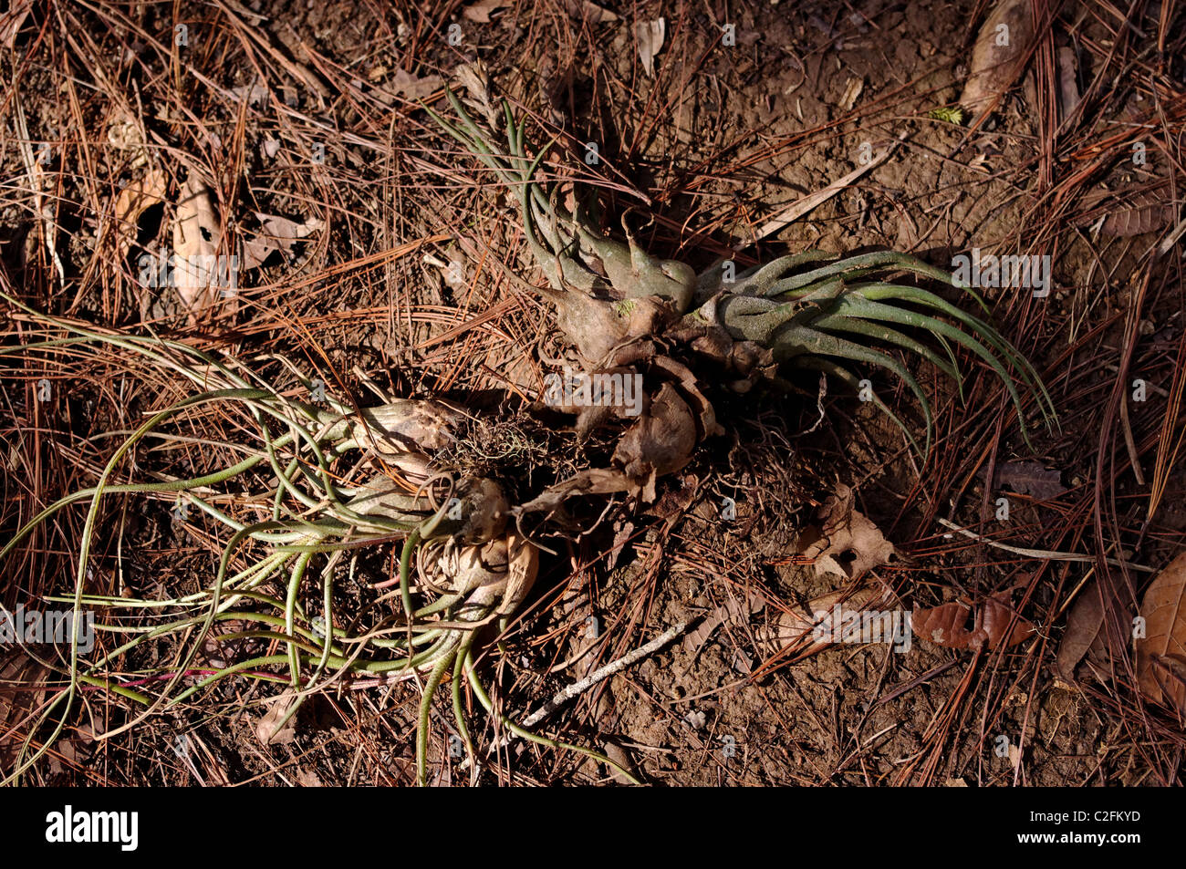 Epiphytic bromeliads (Bromeliaceae) that fell into the ground in Chiapas, Mexico Stock Photo