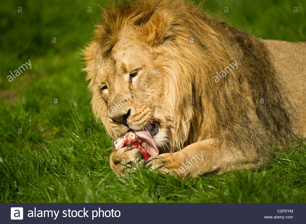 Lion Eating Meat Stock Photos & Lion Eating Meat Stock Images Alamy
