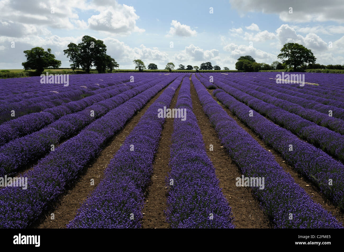 Lavender (Lavandula) growing in an organic farm in Somerset. Stock Photo