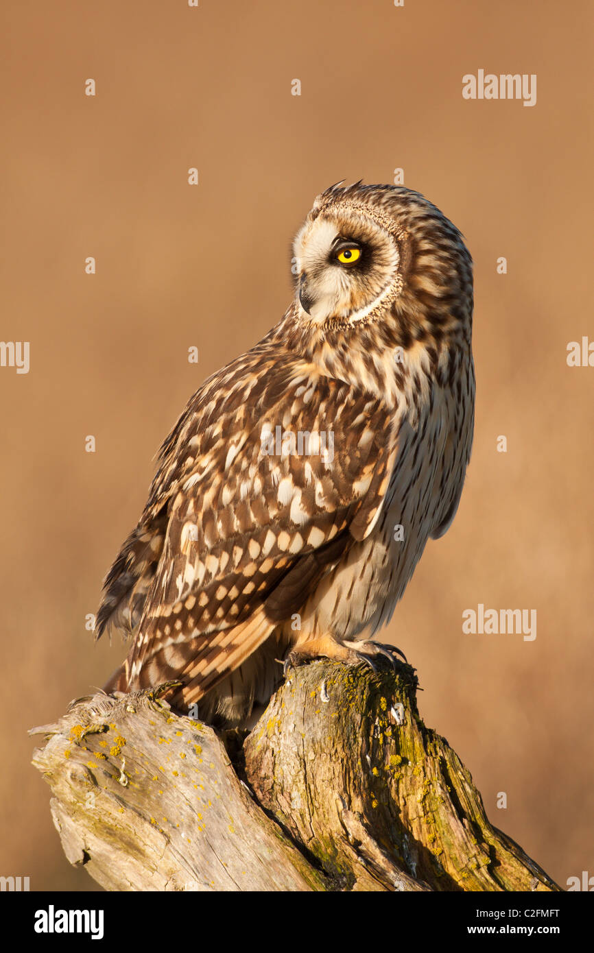 Short eared owl perched on frosty stump in salt marsh-Boundary Bay, Vancouver, British Columbia, Canada. Stock Photo