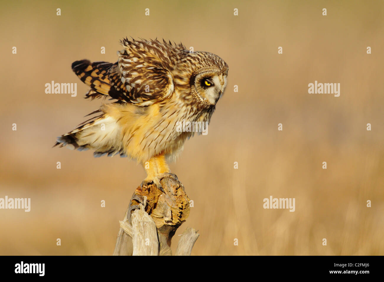Short eared owl shaking feathers on stump in salt marsh-Boundary Bay, Vancouver, British Columbia, Canada. Stock Photo