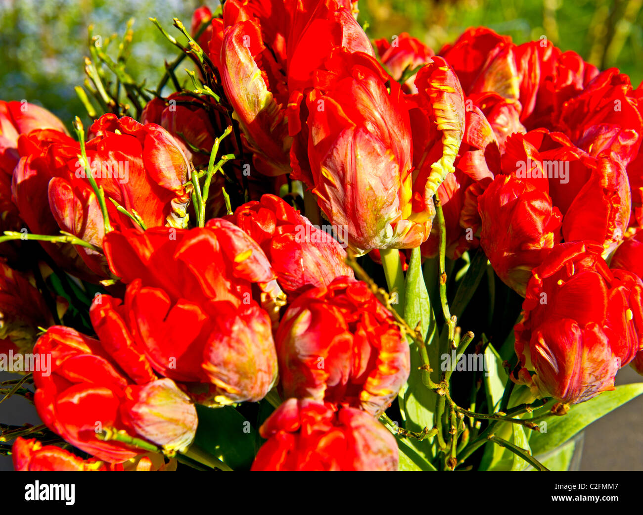 Red Tulips in a bunch; rote Tulpen in einem Strauß Stock Photo