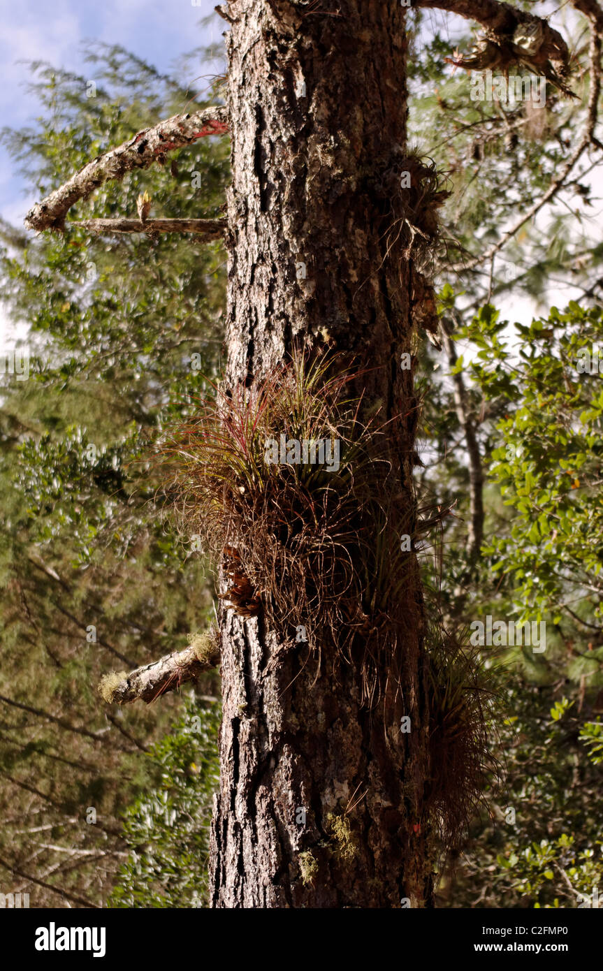 Epiphytic bromeliad (Bromeliaceae) growing on the trunk of a tree in Chiapas, Mexico Stock Photo