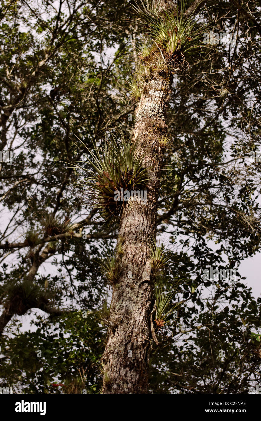 Epiphytic bromeliads (Bromeliaceae) growing on the trunk of a tree in Chiapas, Mexico Stock Photo