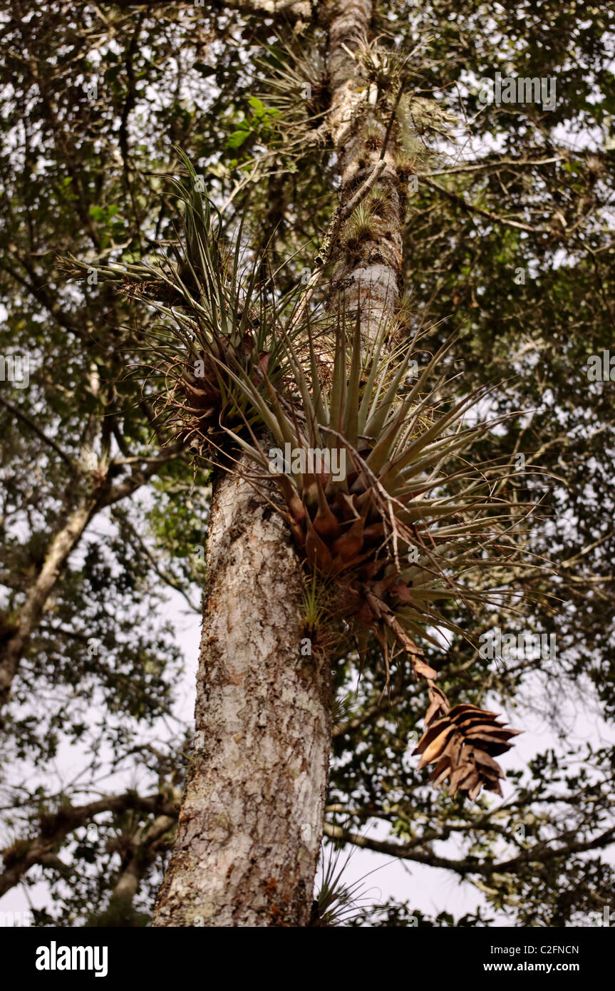 Epiphytic bromeliads (Bromeliaceae) growing on the trunk of a tree in Chiapas, Mexico Stock Photo
