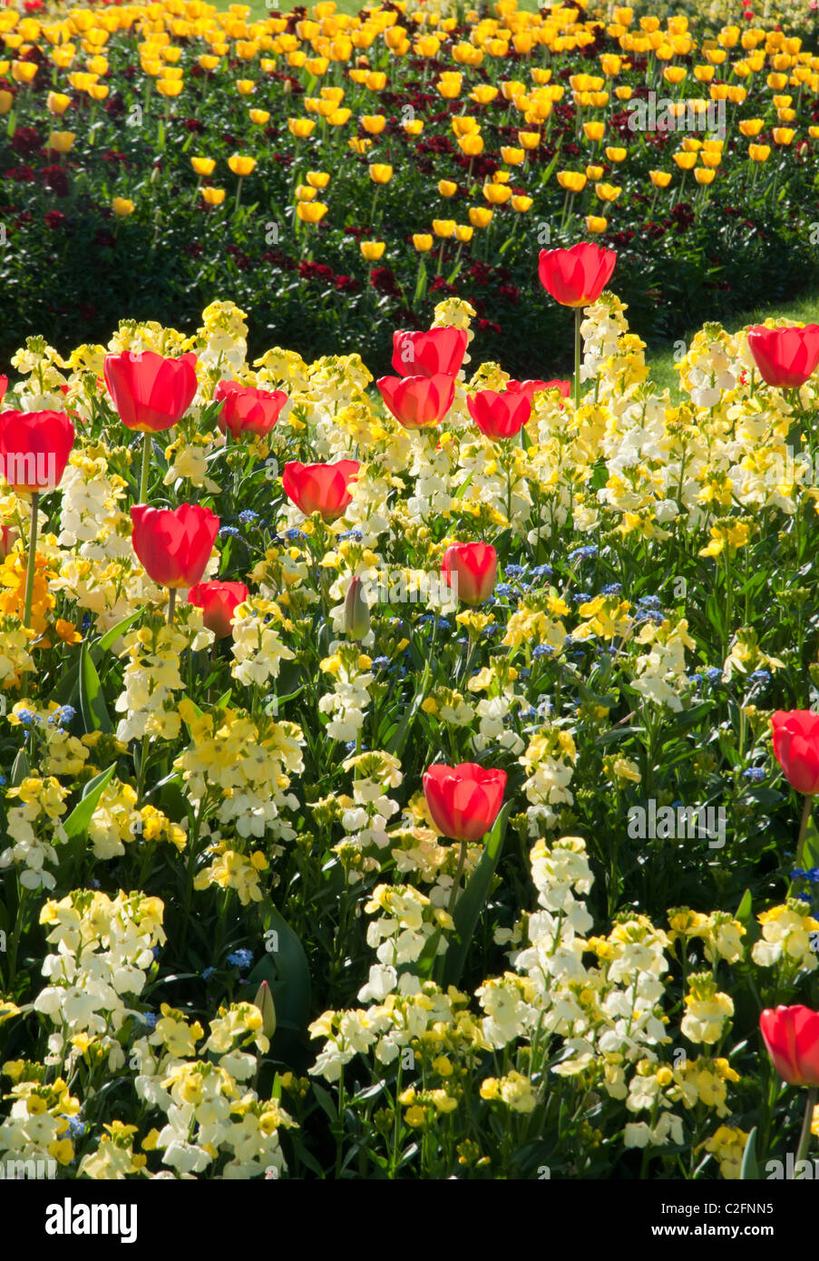 flowerbeds-on-the-mall-in-springtime-near-buckingham-palace-london