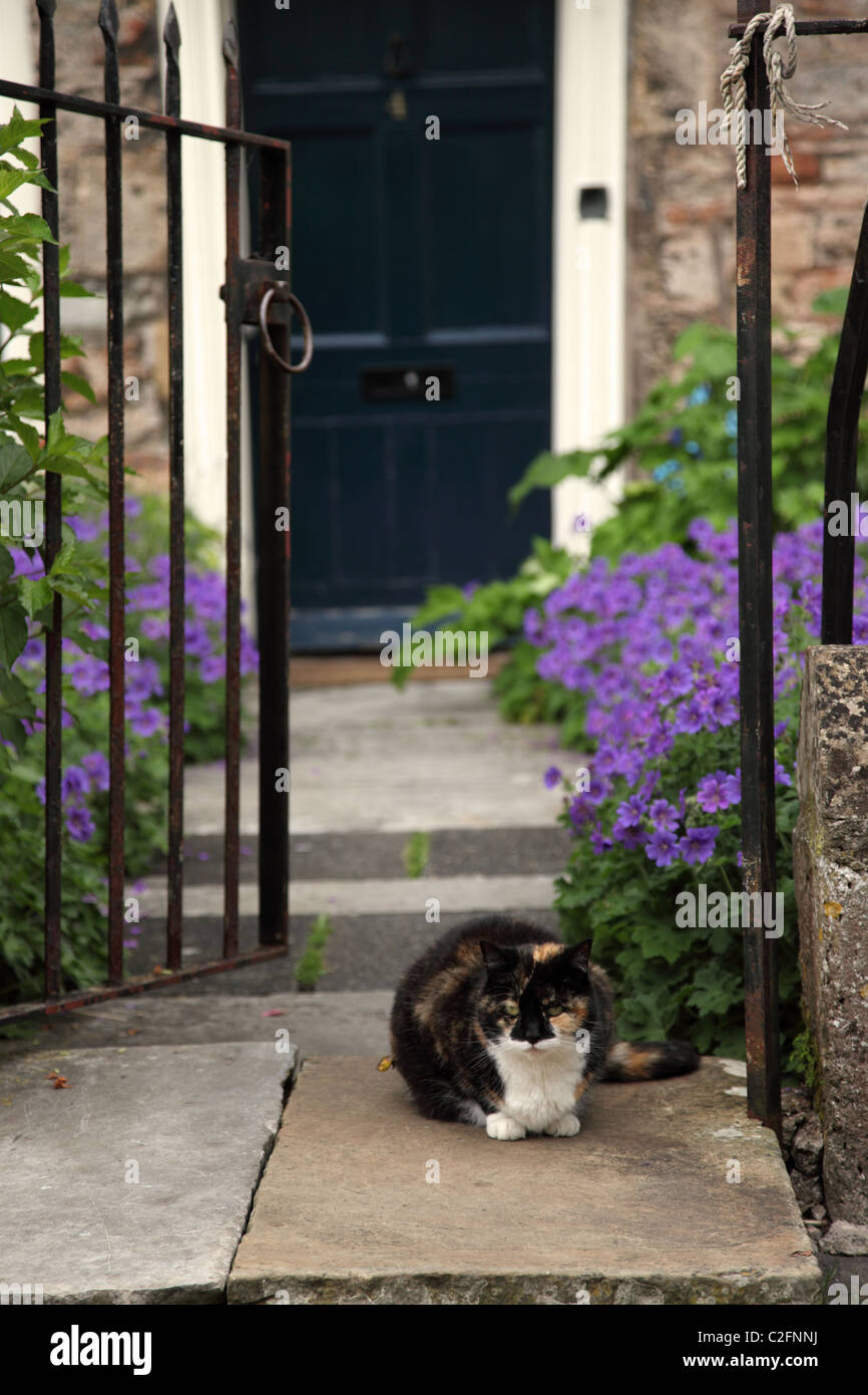 Close up of a tabby cat sat waiting at an open gate outside a house in Vicars Close, City of Wells, Somerset, England Stock Photo