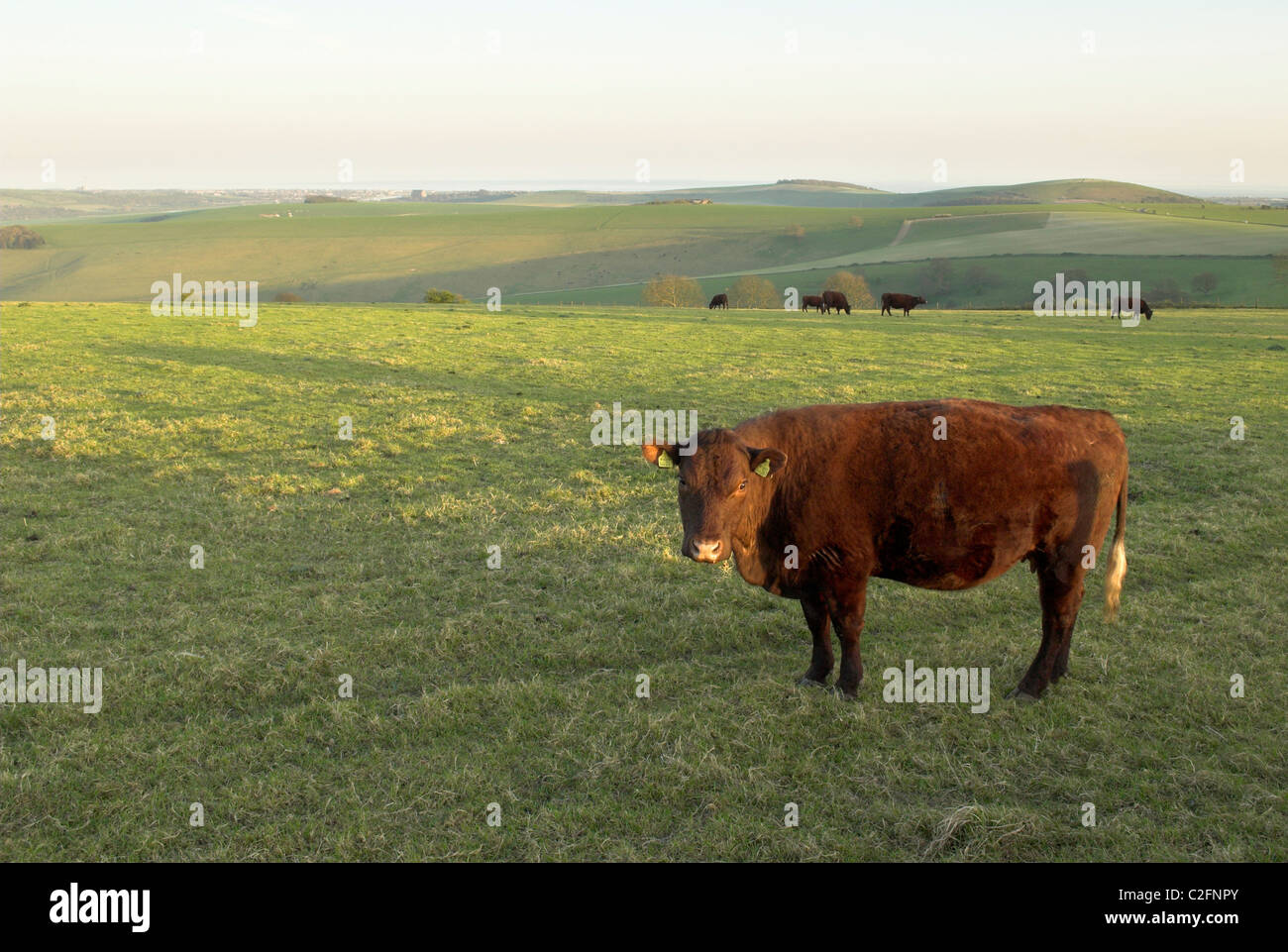 Cattle grazing in the South Downs National Park. Stock Photo