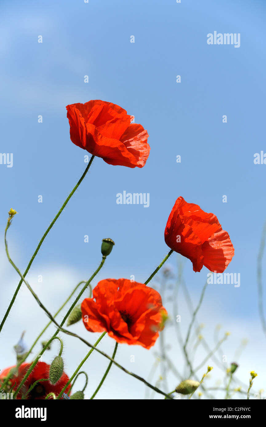 Corn poppies (Papaver rhoeas) against a blue sky on a summer's day. Stock Photo