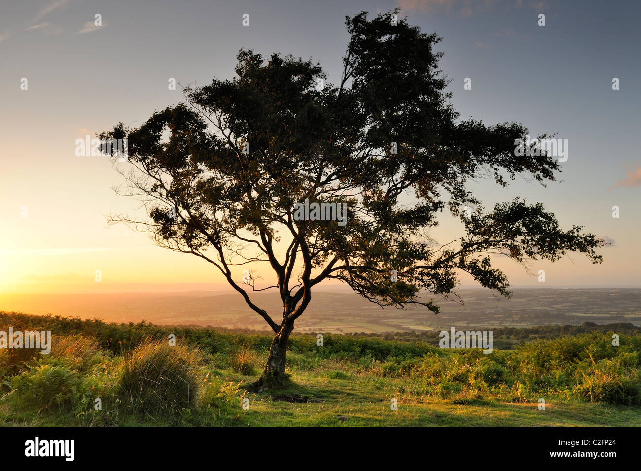 A lone tree lit by the low sun on Beacon Batch, Somerset. Stock Photo