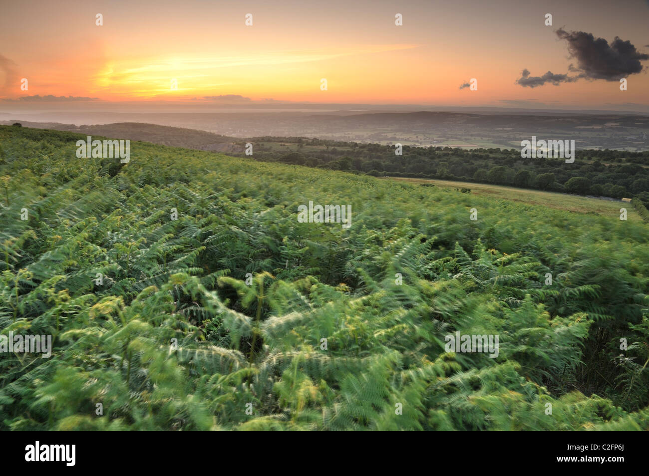 Ferns being blown by the wind just after sunset on Beacon Batch, Somerset. Stock Photo