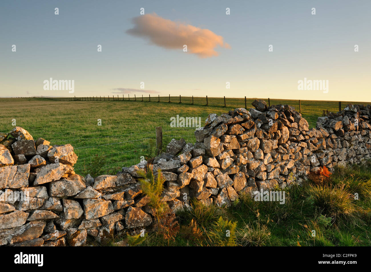 Crumbling drystone wall and neat fencing running through fields at Velvet Bottom Nature Reserve on the Mendip Hills, Somerset. Stock Photo