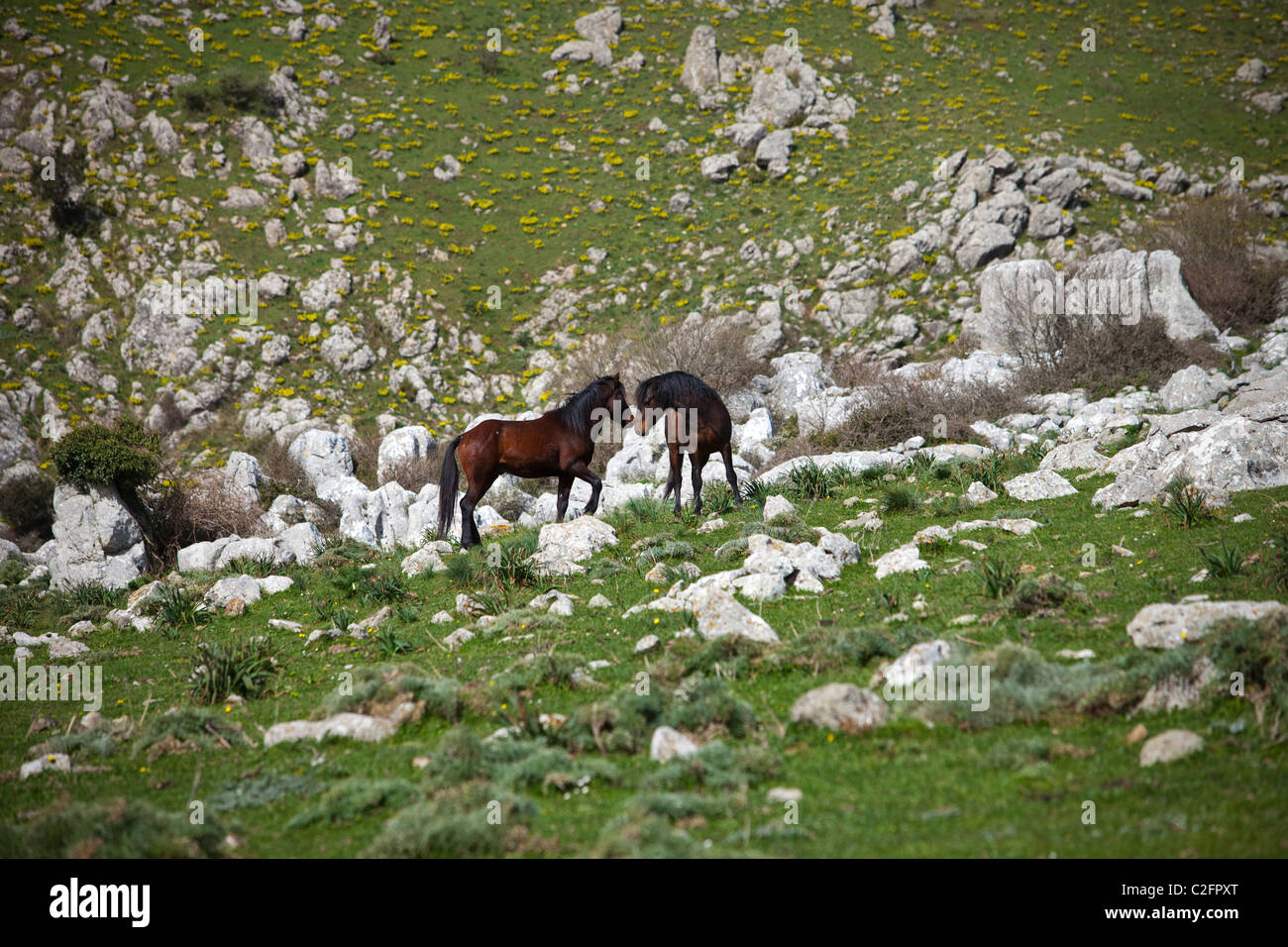 Wild horses on mountain outside Palermo Sicily Stock Photo