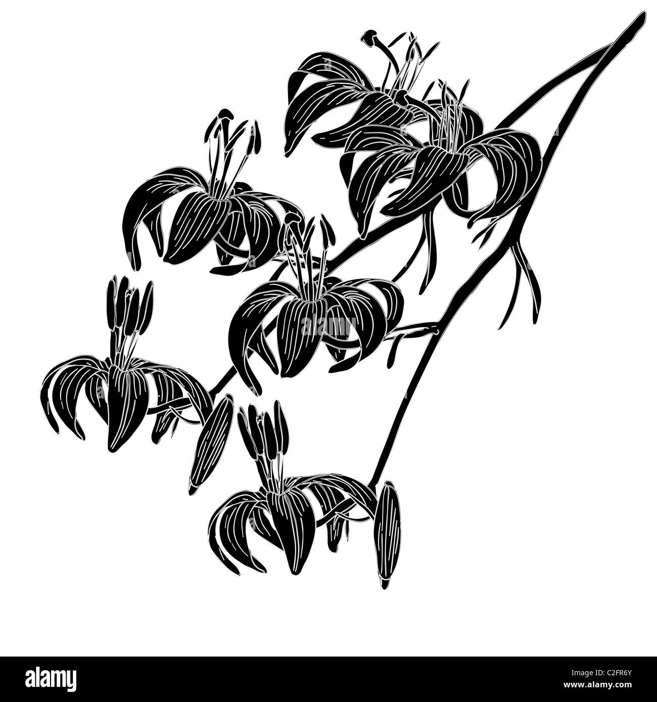 vector lily flower isolated on white background Stock Photo - Alamy