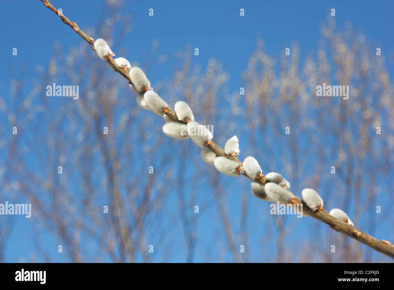 willow branch against the blue sky in early spring Stock Photo - Alamy