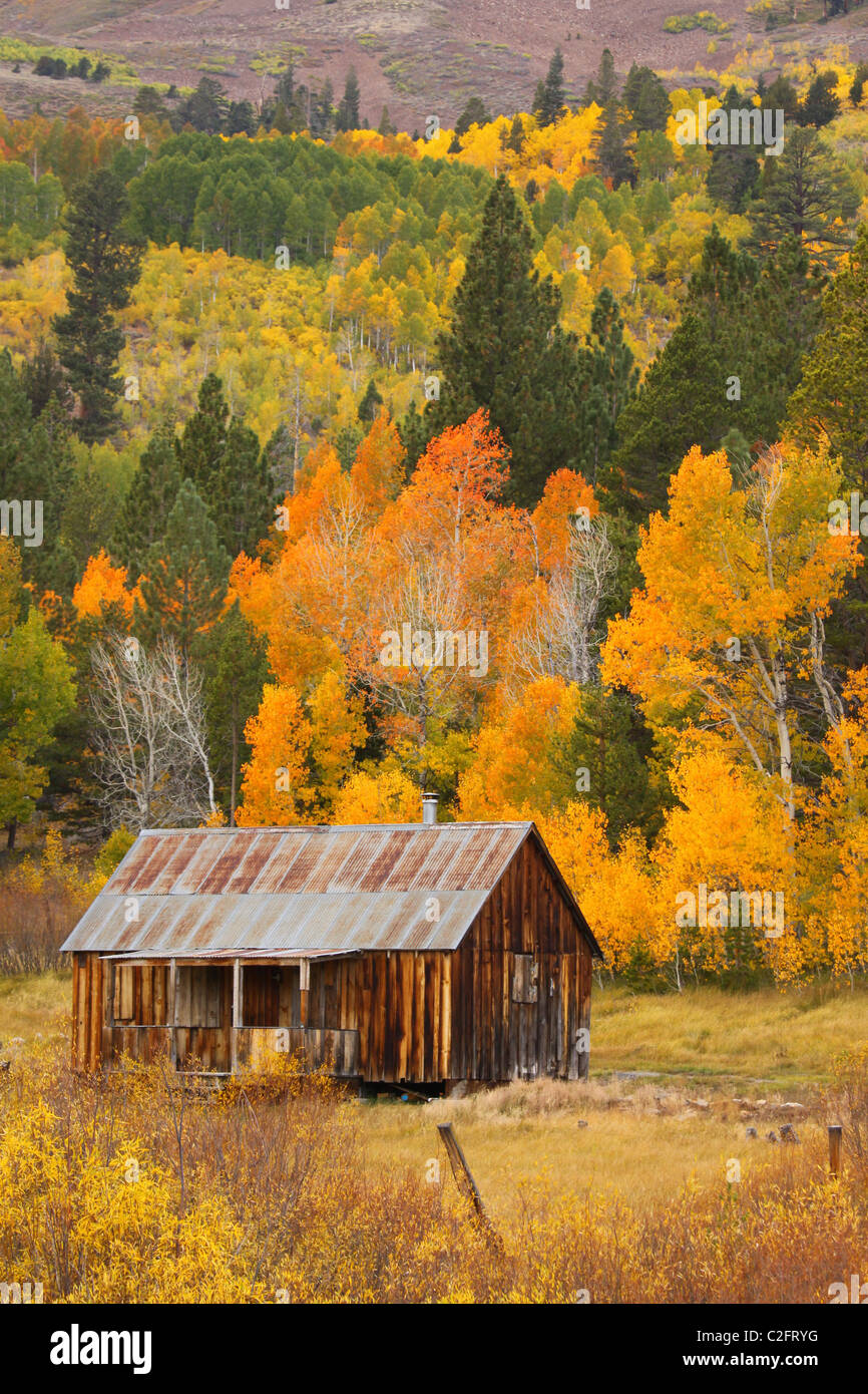 A Rustic Cabin In Autumn In Hope Valley In The Sierra Nevada Near