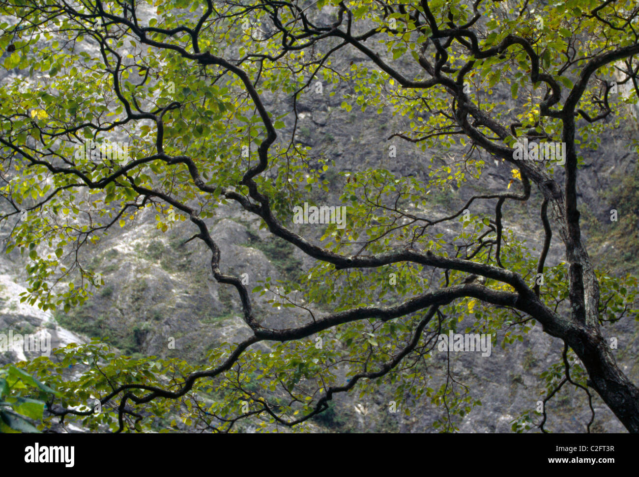 Taroko Gorge Taiwan Tree Branches Stock Photo