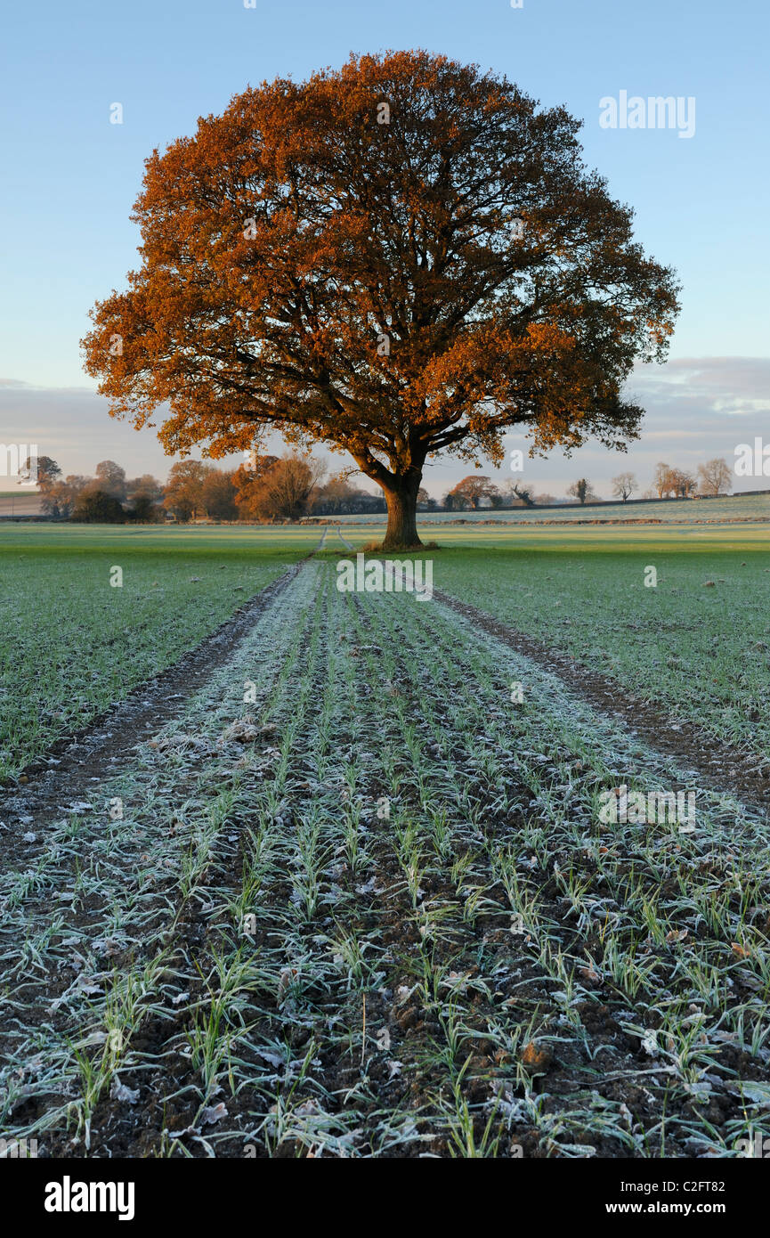 A lone Oak tree (Quercus robur) in a frozen field near Lamyatt, Somerset. Stock Photo
