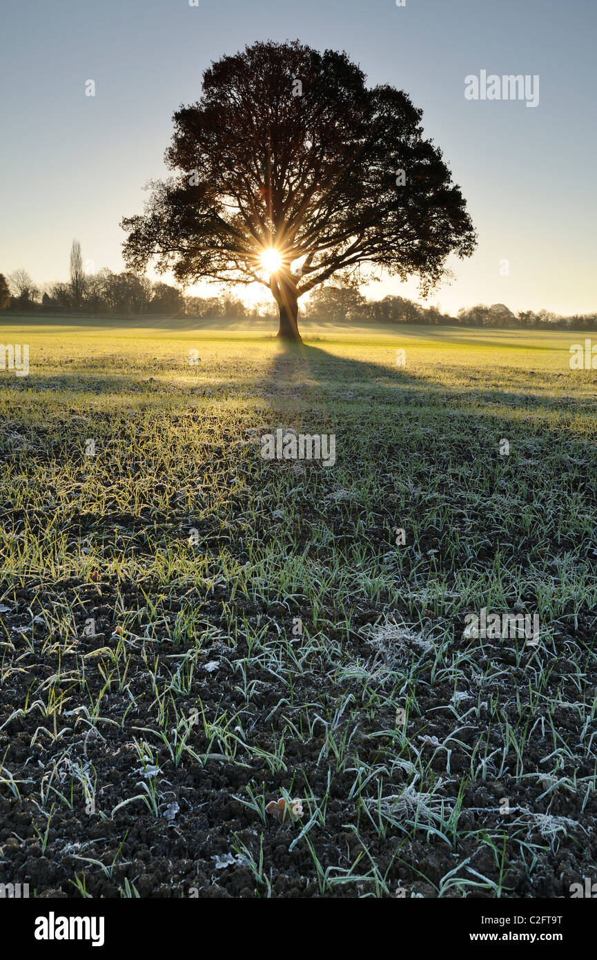 A lone oak tree (Quercus robur) with the rising sun breaking through its branches. Stock Photo