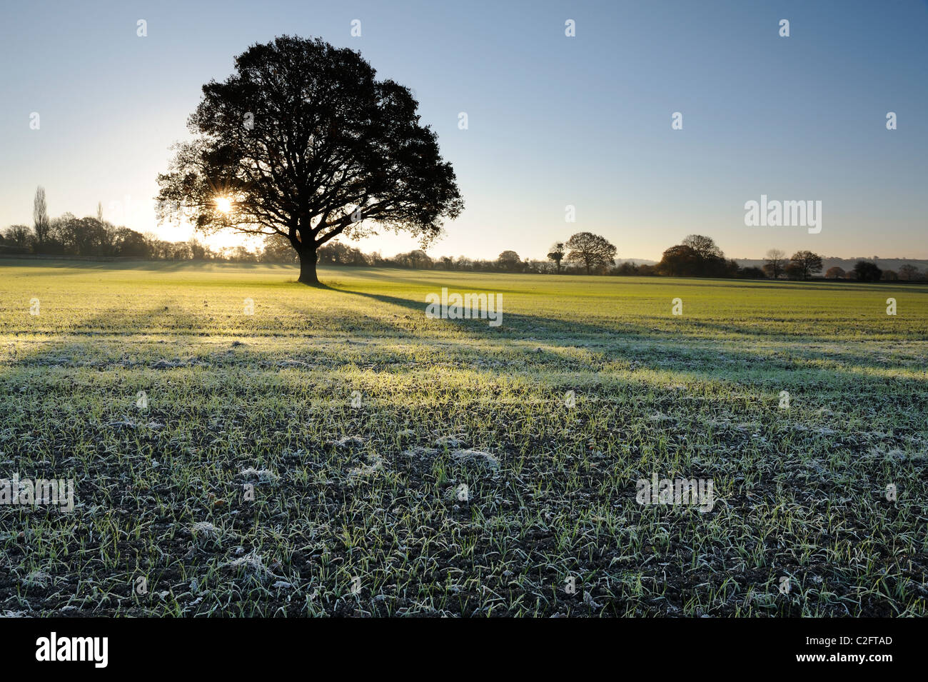 Sunrise oak tree hi-res stock photography and images - Alamy