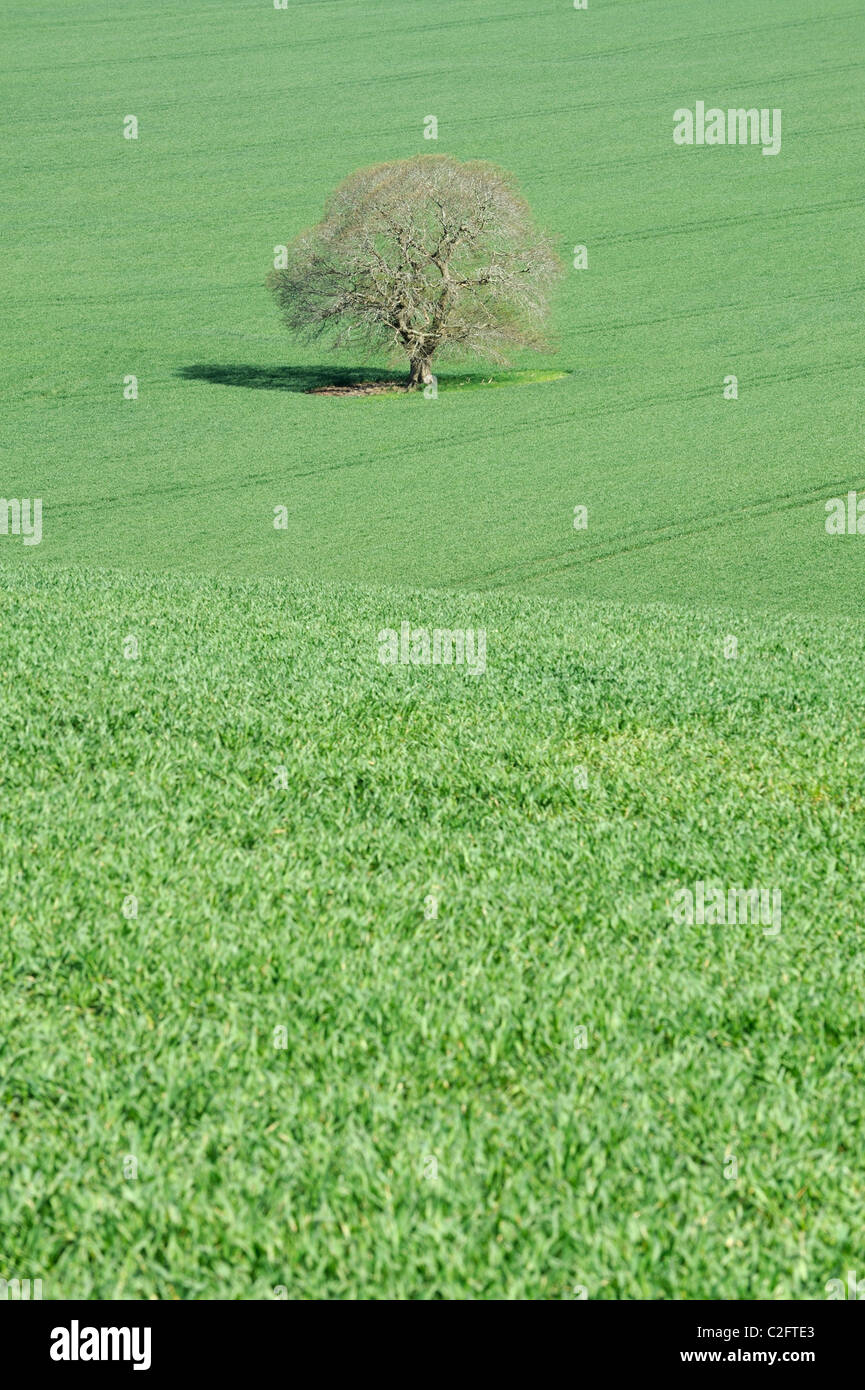 A lone oak tree (Quercus robur) in a field of crops in Wiltshire Stock ...