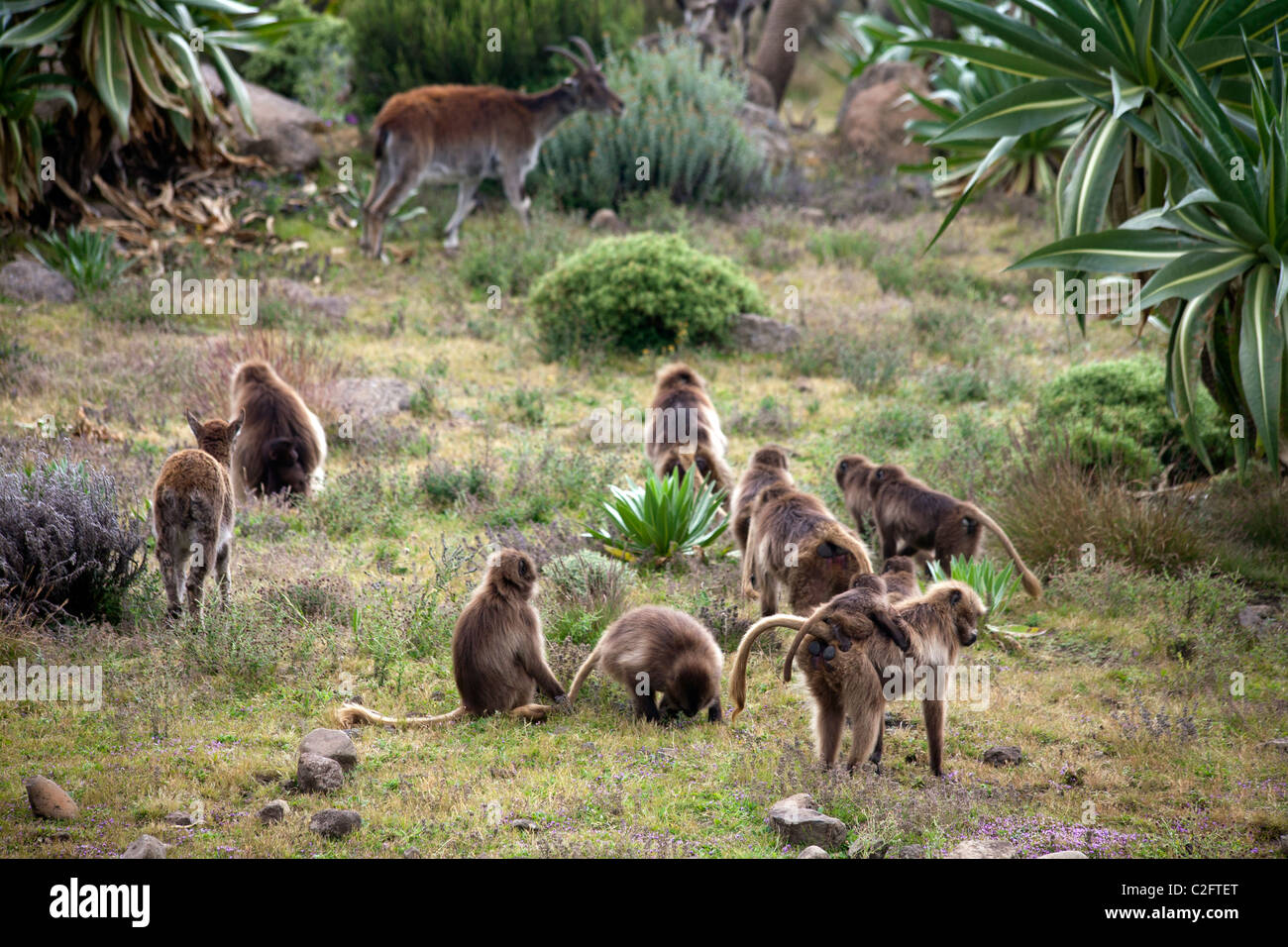 Gelada baboons and walia ibex at Chenek in the Simien Mountains Stock Photo