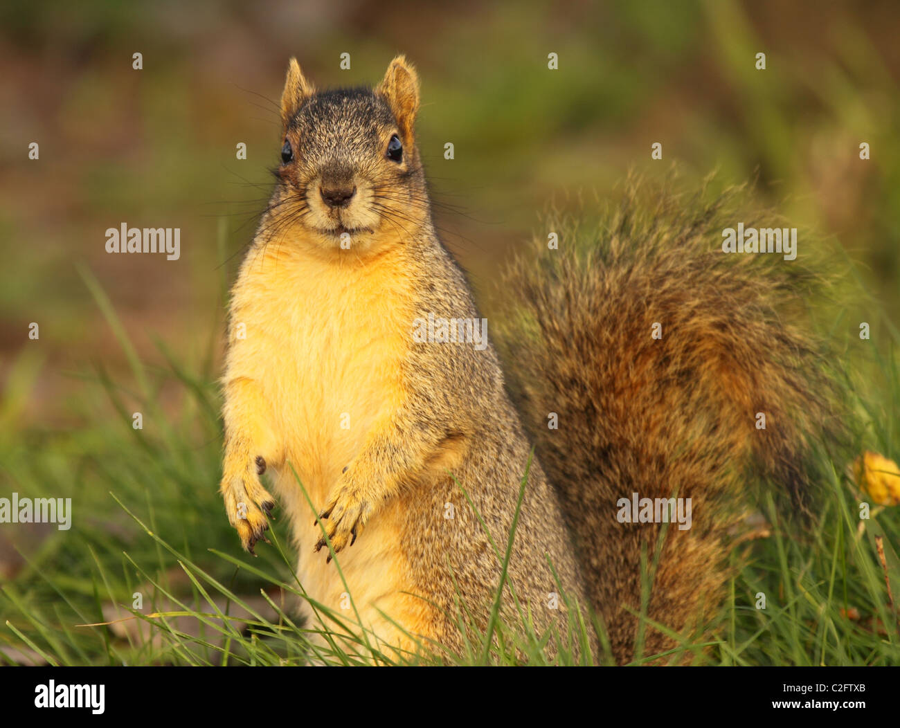 A Fox Squirrel perked up Stock Photo Alamy