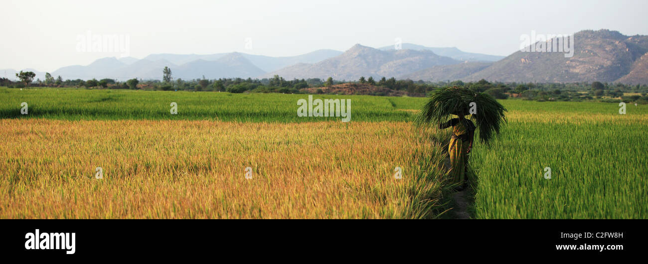 Indian woman with grass on the head walking in a paddy field Andhra ...