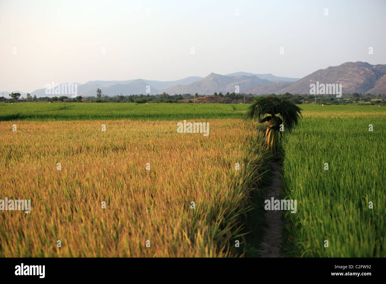 Indian woman with grass on the head walking in a paddy field Andhra ...