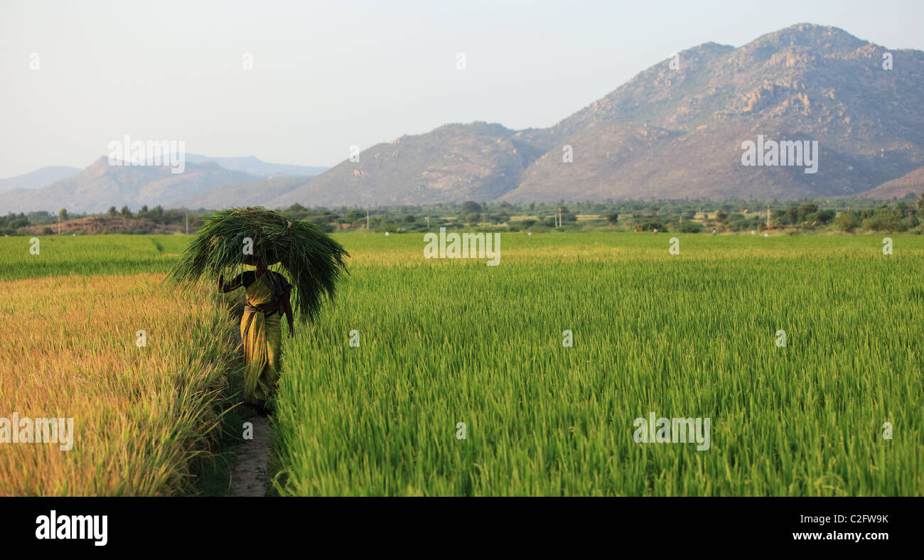 Indian woman with grass on the head walking in a paddy field Andhra ...