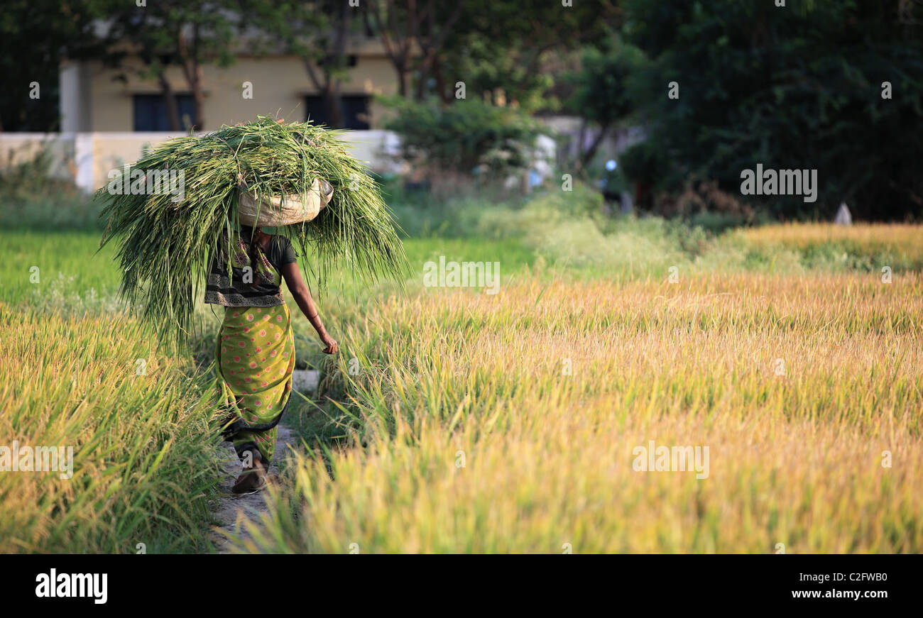 Indian woman with grass on the head walking in a paddy field Andhra ...