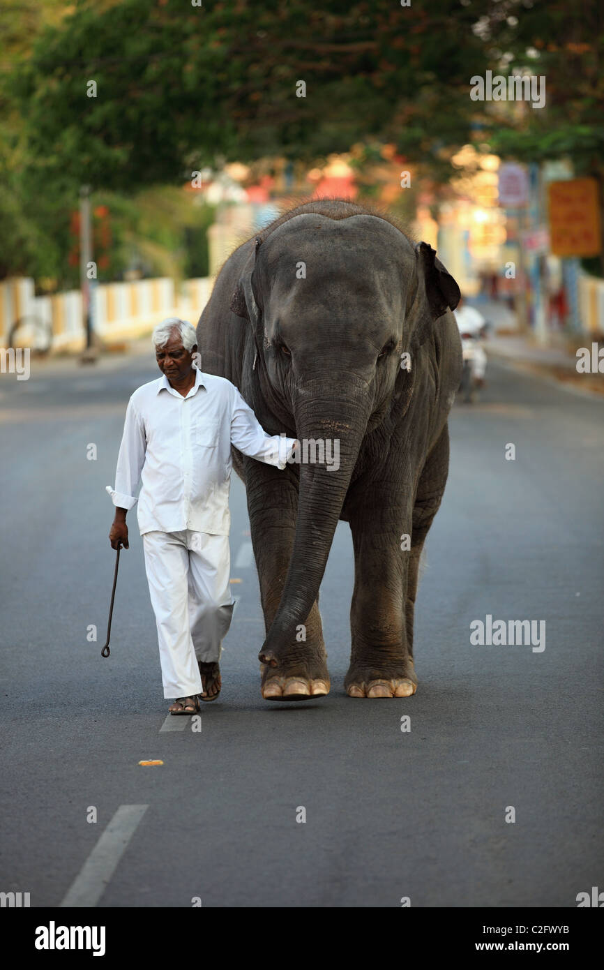 Sai Gita the little elephant of Sathya Sai Baba Andhra Pradesh South India Stock Photo