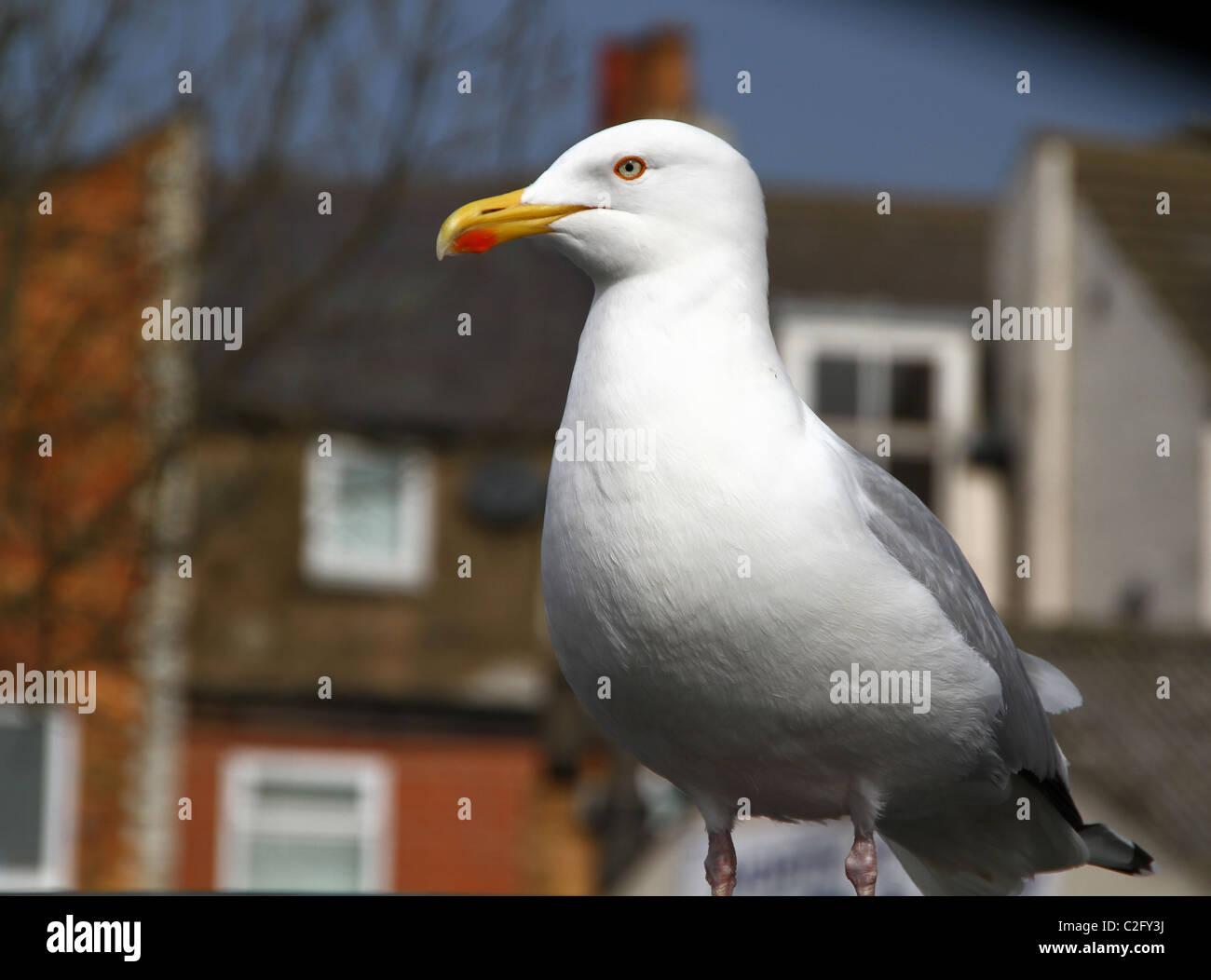 Images of scarborough hires stock photography and images Alamy