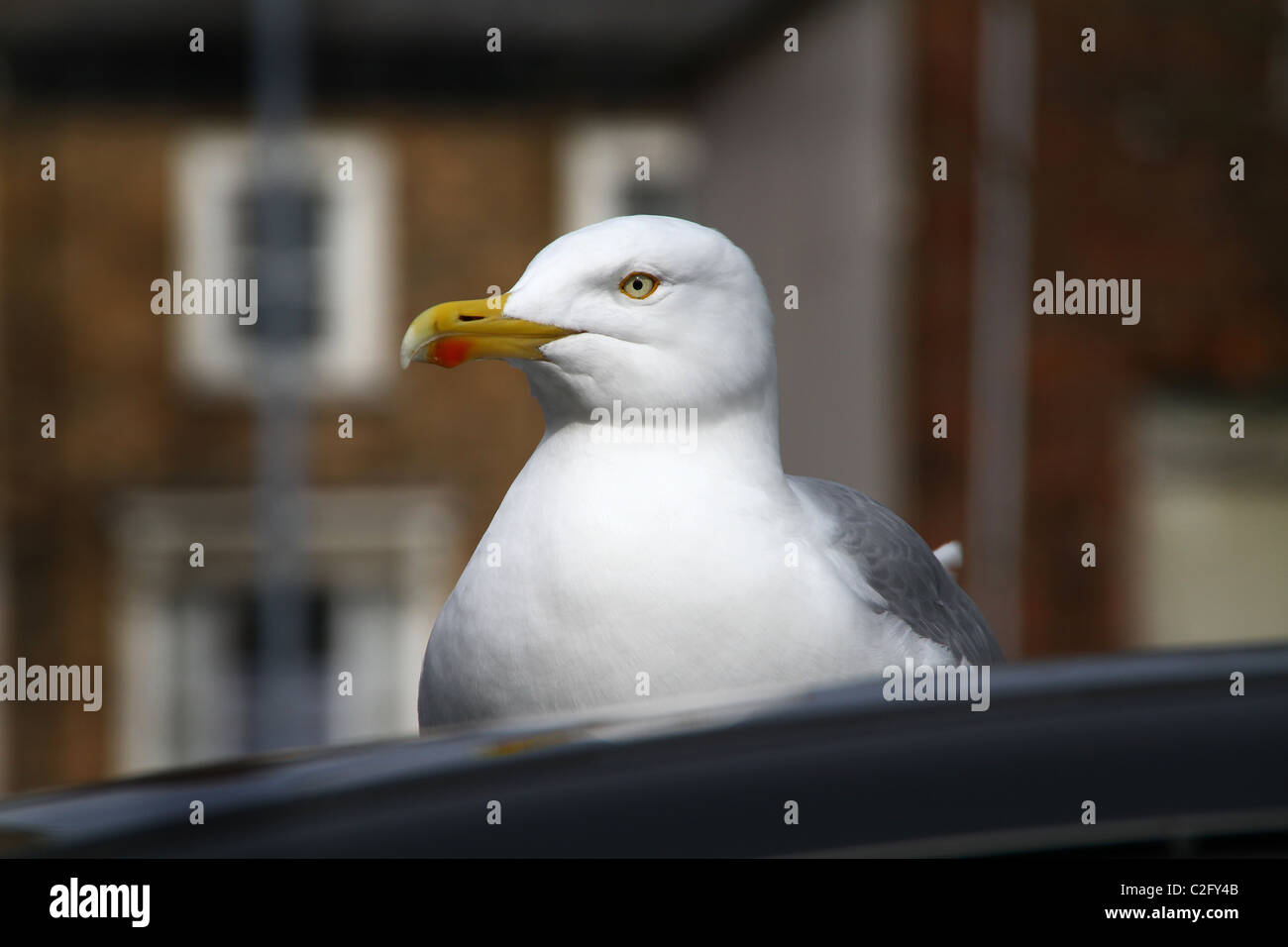 Herring Gull on car roof in Scarborough Stock Photo Alamy