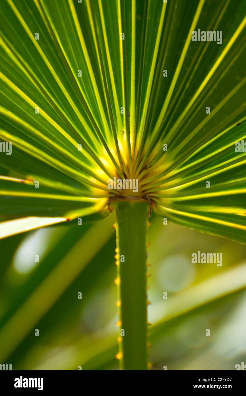 Florida palm tree frond Stock Photo Alamy
