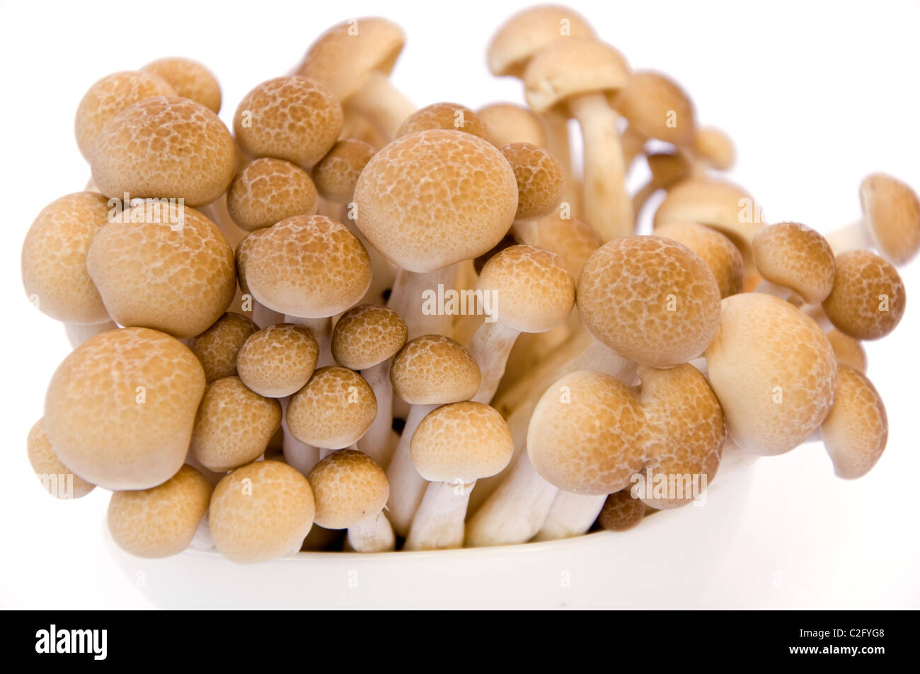 Shimenji Japanese mushrooms (Bunashimeji Stock Photo Alamy