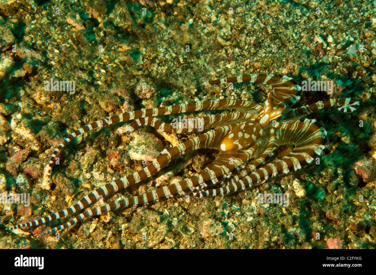 Wonderpus octopus, Wunderpus photogenicus, Sulawesi Indonesia. Stock Photo