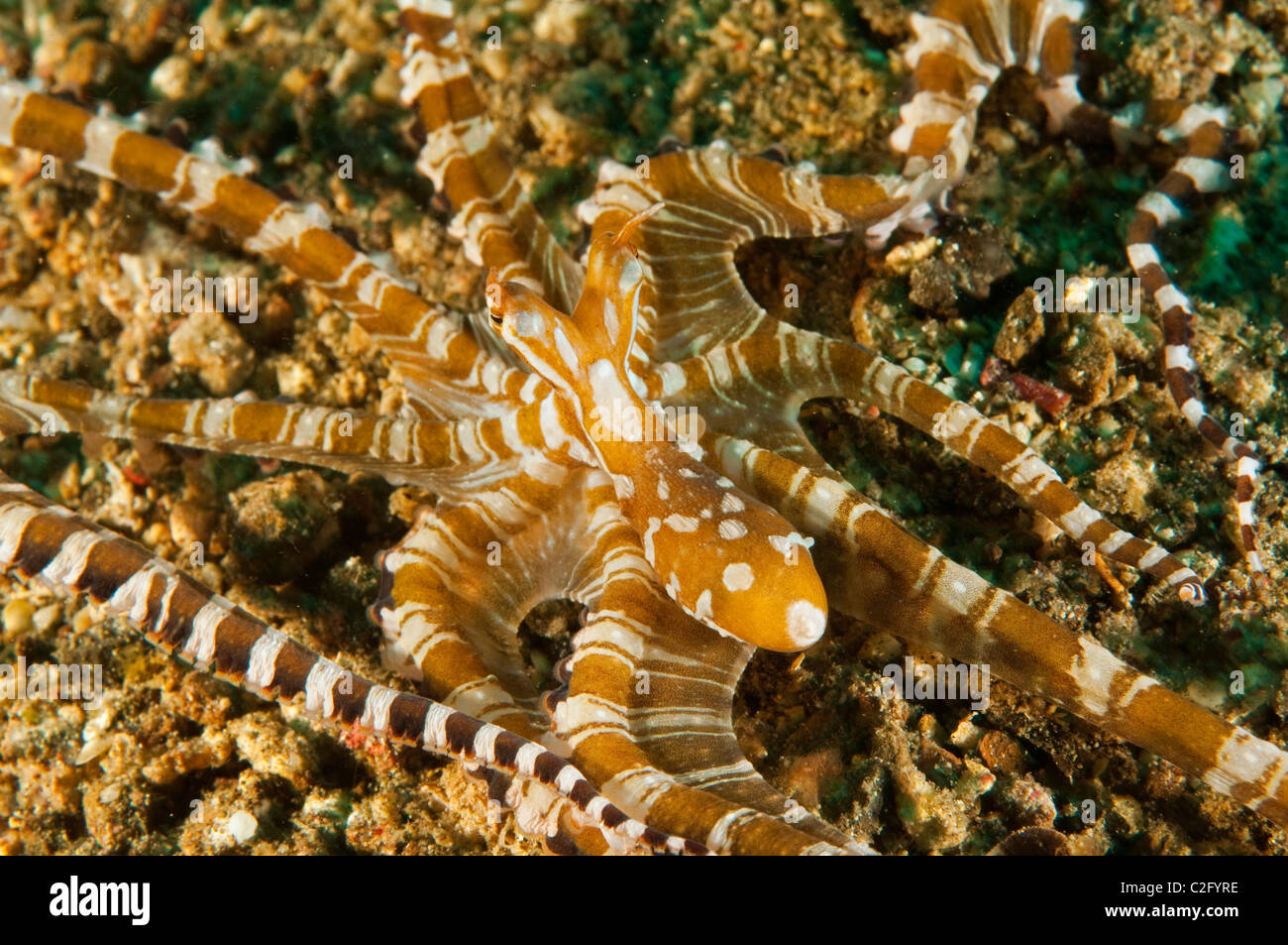 Wonderpus octopus, Wunderpus photogenicus, Sulawesi Indonesia. Stock Photo