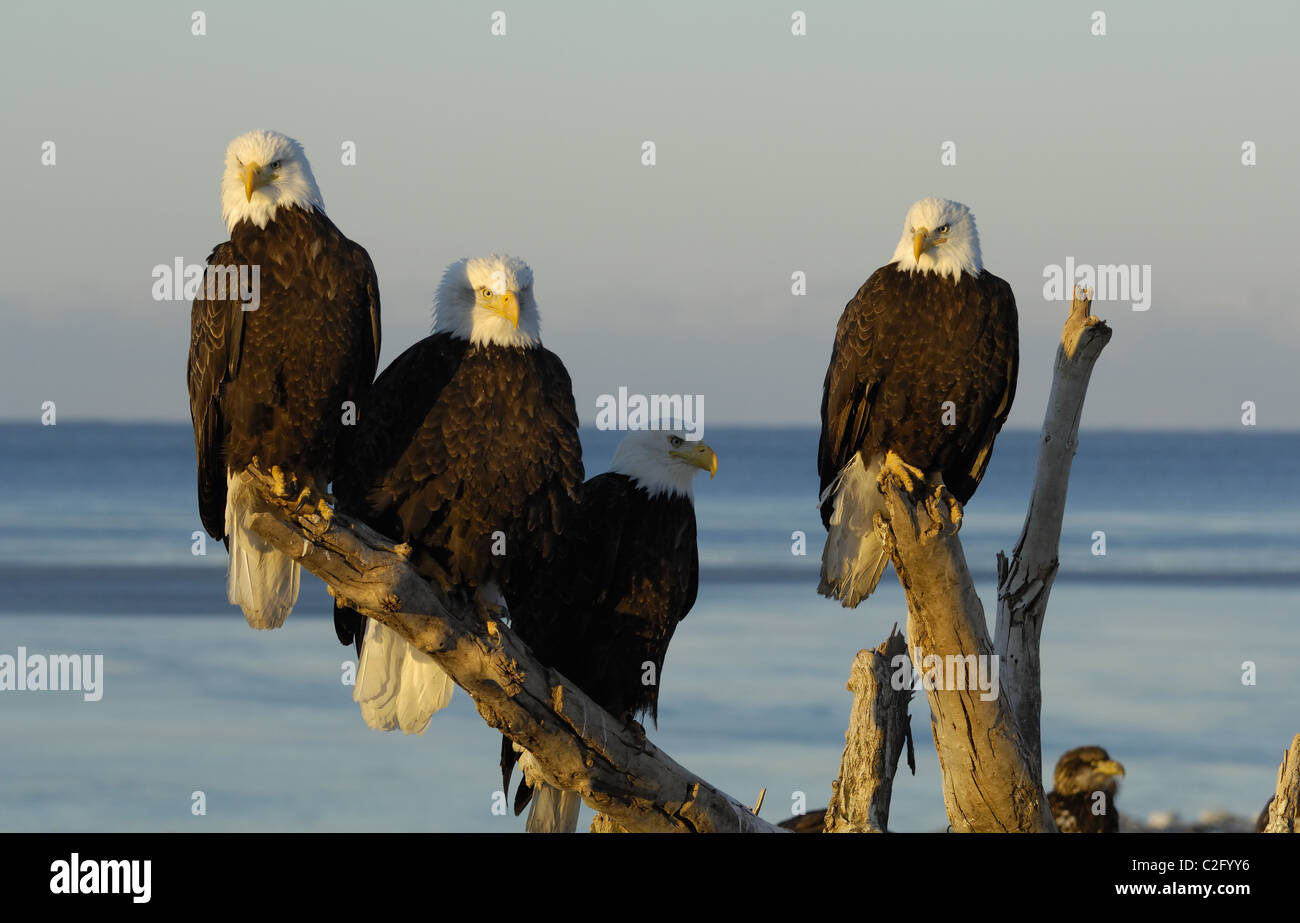 Bald Eagles sitting on dead tree trunk, near to landing and flying