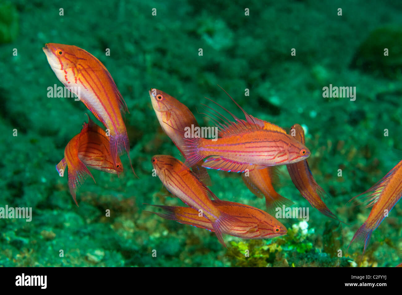 Filamented flasher wrasses males, Paracheilinus filamentosus, Sulawesi Indonesia Stock Photo