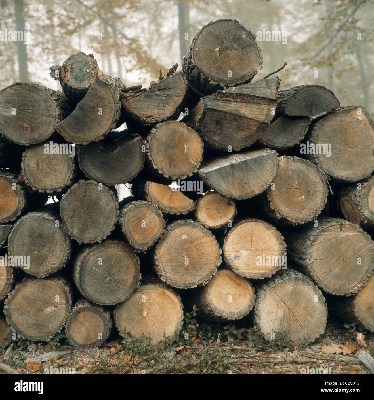 Seventies, deforestation, wood piling, tree logs, wooden blocks, firewood, Palatinate Forest, nature reserve Palatinate Forest, Rhineland-Palatinate Stock Photo