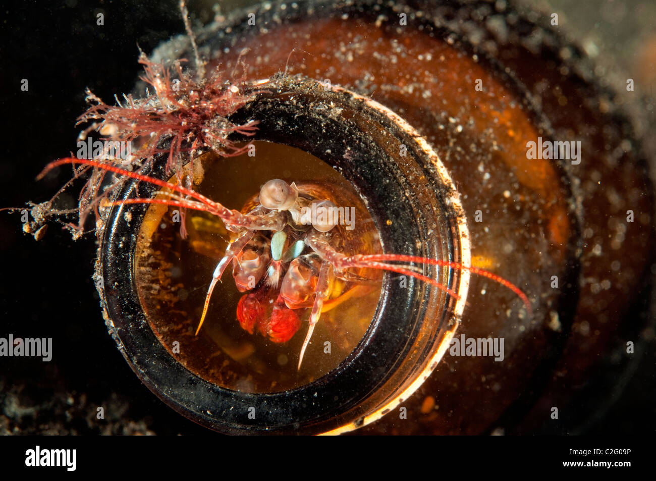 Mantis shrimp, Odontodactylus sp., nesting in a bottle Sulawesi Indonesia. Stock Photo