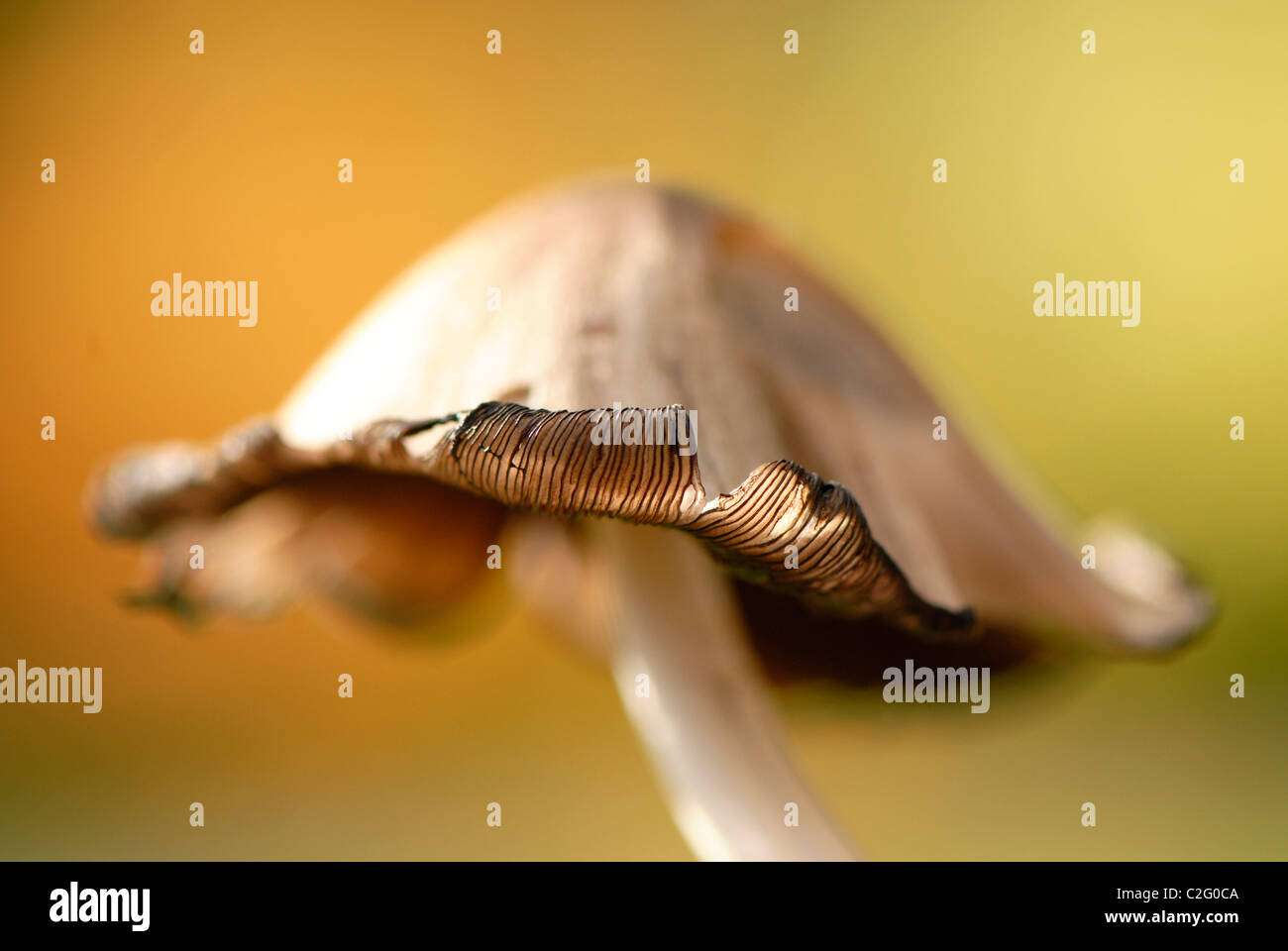 Common ink cap mushrooms - Coprinopsis atramentaria Stock Photo - Alamy