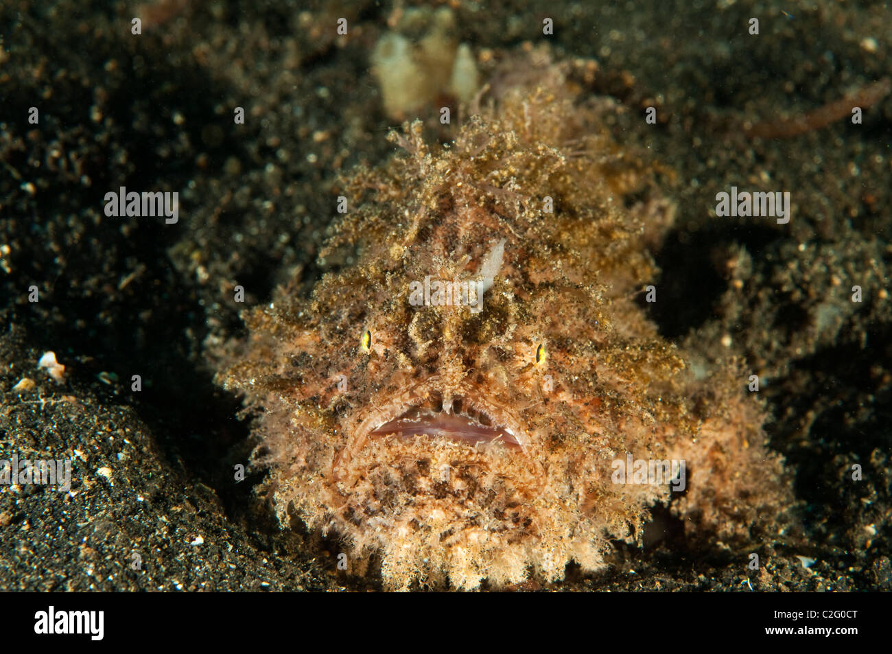 Striped frogfish, Antennarius striatus, Sulawesi Indonesia. Stock Photo