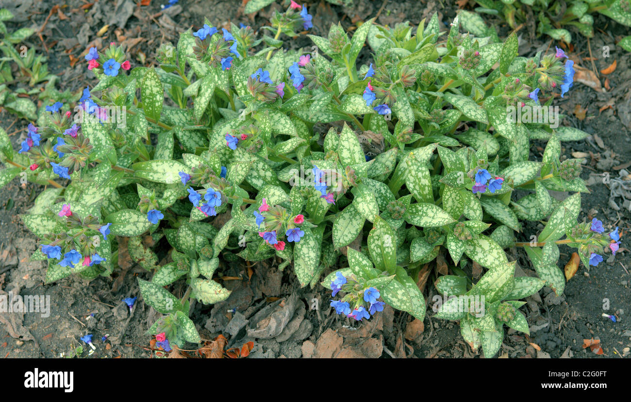 Blue cowslip lungwort blooming Pulmonaria angustifolia Stock Photo