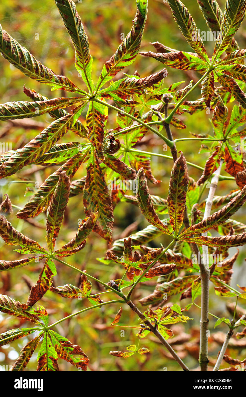 Damaged leaves of the Horse Chestnut Tree caused by the Horse Chestnut